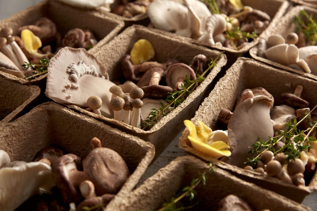 7th Planet Gourmet Mushrooms- Hand Grow!